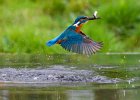 Kingfisher in action - Haider Chishty (Beginners).jpg